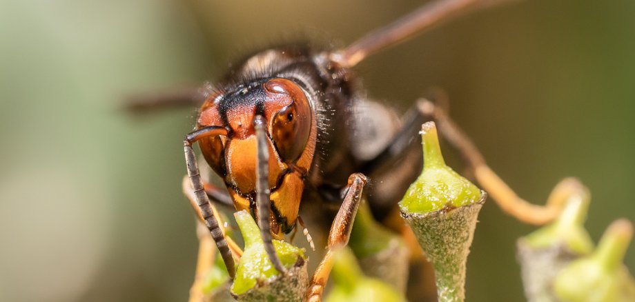 Hornisse - 1 Hornisse - 1